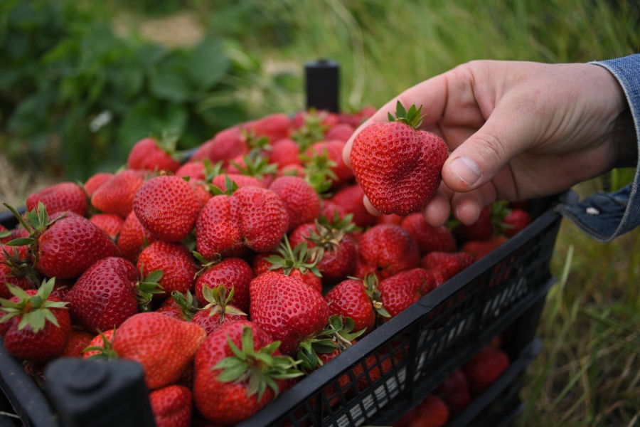 В Адыгее аграриям на выращивание ягод выделена субсидия в размере 98 млн рублей